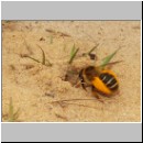 Dasypoda hirtipes - Hosenbiene w14.jpg